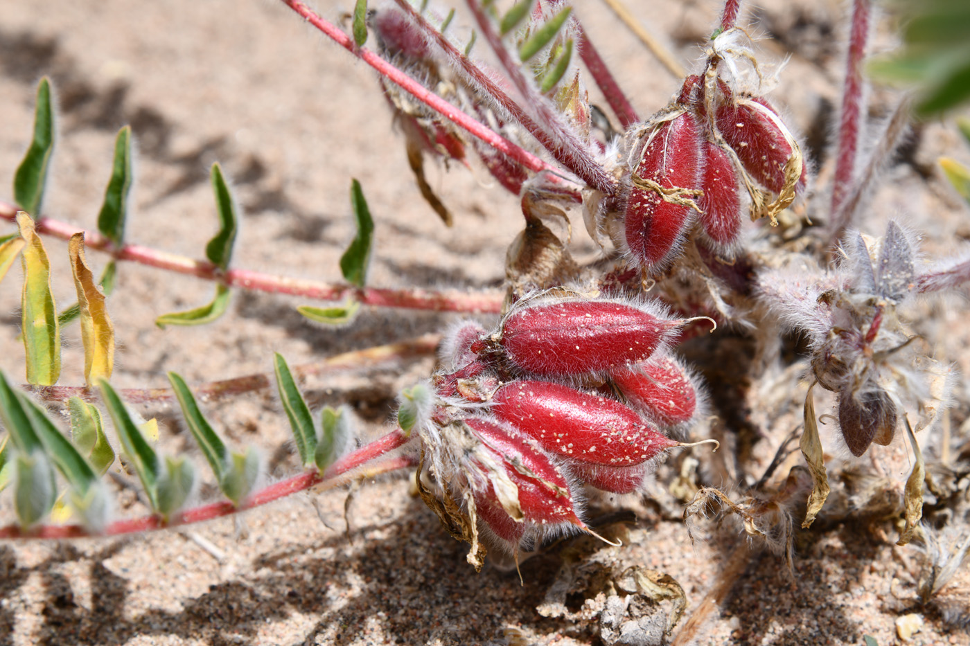 Image of Astragalus rubtzovii specimen.