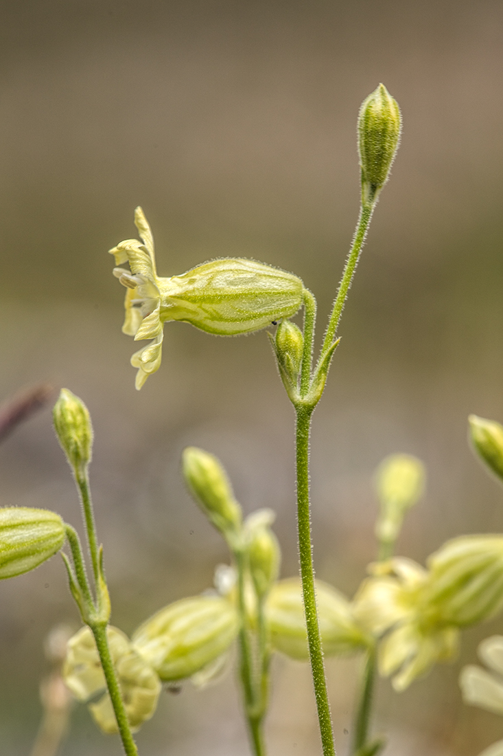 Изображение особи Silene lychnidea.