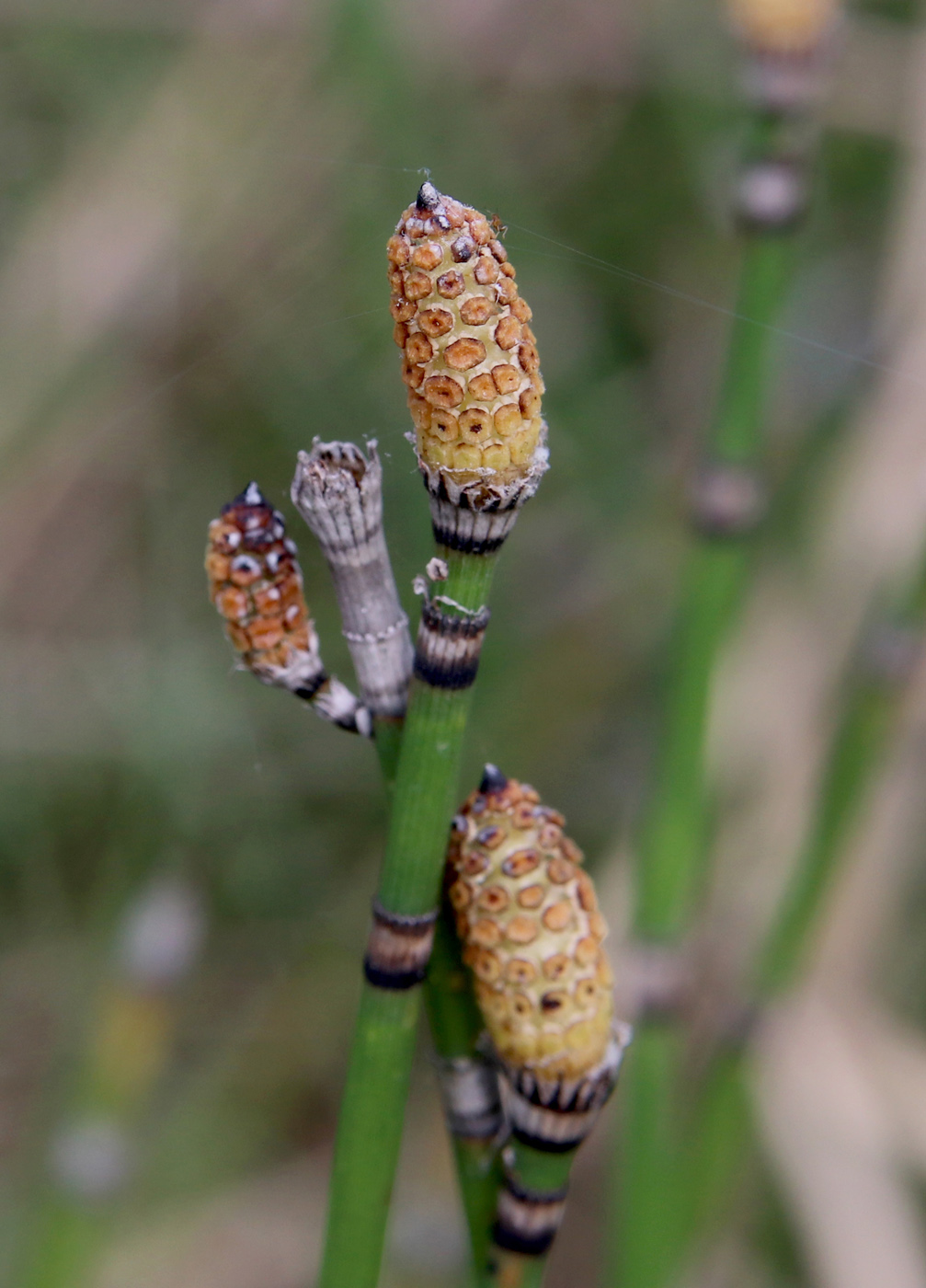 Изображение особи Equisetum hyemale.