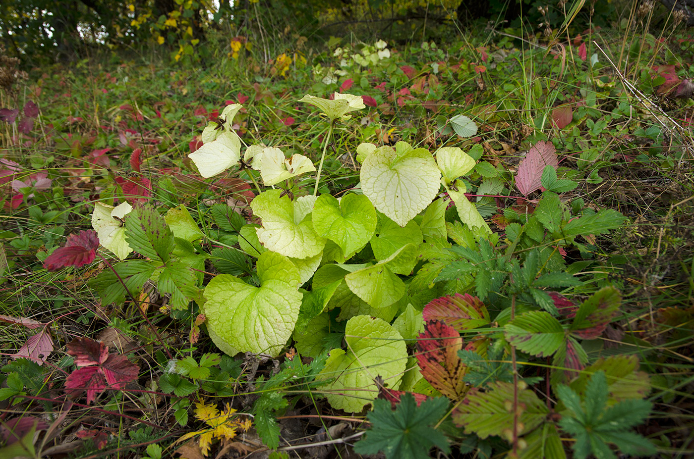 Image of Viola mirabilis specimen.