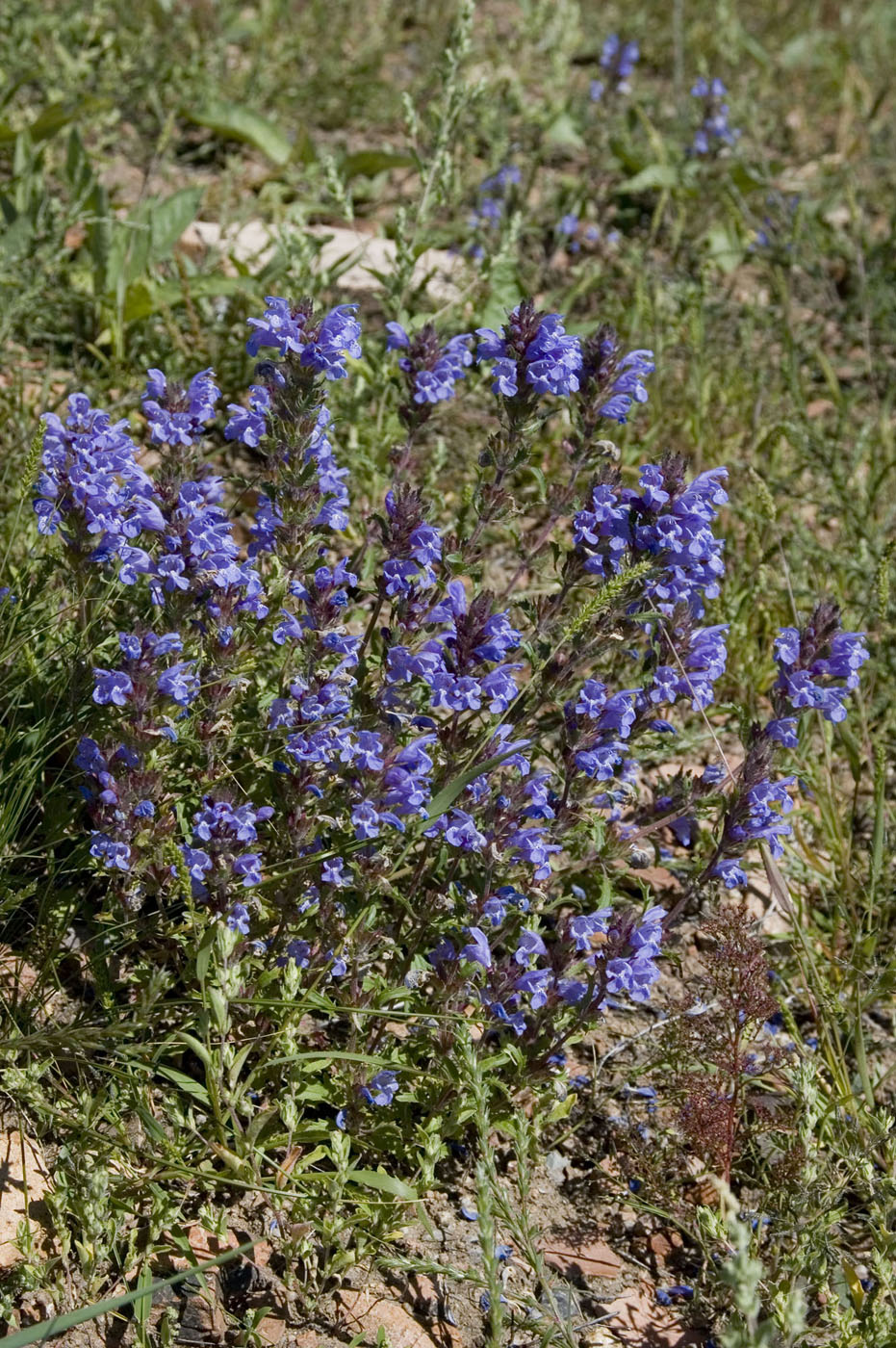 Изображение особи Dracocephalum olchonense.