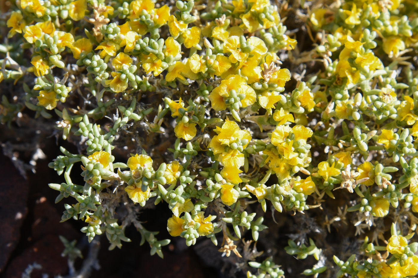 Image of Arthrophytum longibracteatum specimen.