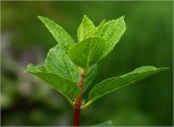 Hydrangea paniculata. Верхушка побега с молодыми листьями. Московская обл., Раменский р-н, окр. дер. Хрипань, садовый участок. 25.07.2024.