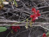 Lathyrus miniatus. Побег с соцветиями. Чечня, Шаройский р-н, участок дол. р. Цесиахк, чуть ниже развилки (450 м ниже водопада Цеси), луг. 29 июня 2024 г.