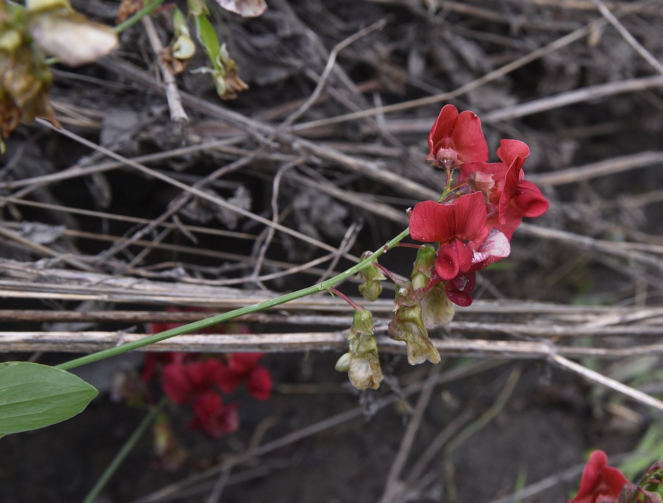 Изображение особи Lathyrus miniatus.