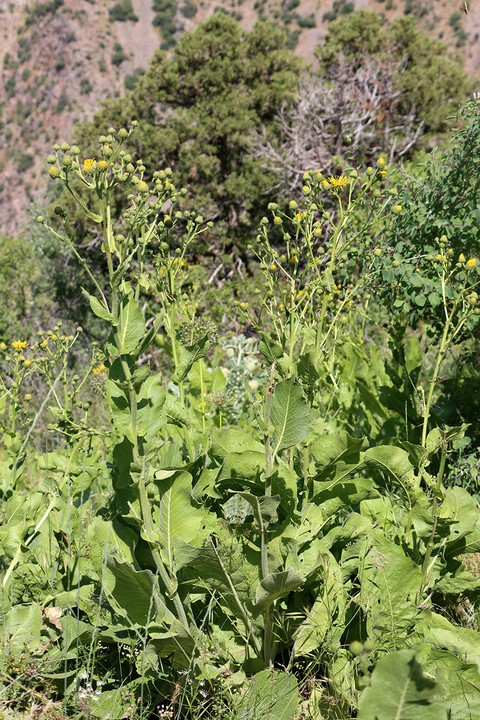 Image of Inula macrophylla specimen.