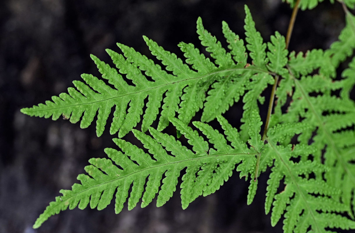 Image of Tectaria coadunata specimen.