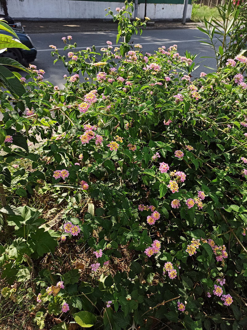 Image of Lantana camara specimen.