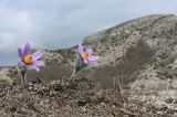 Pulsatilla taurica. Цветущие растения и сухие прошлогодние побеги. Крым, г/о Судак, окр. села Краснокаменка, гора Сандык-Кая, частично задернованная щебнистая россыпь. 17.03.2025.