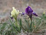 Iris pumila