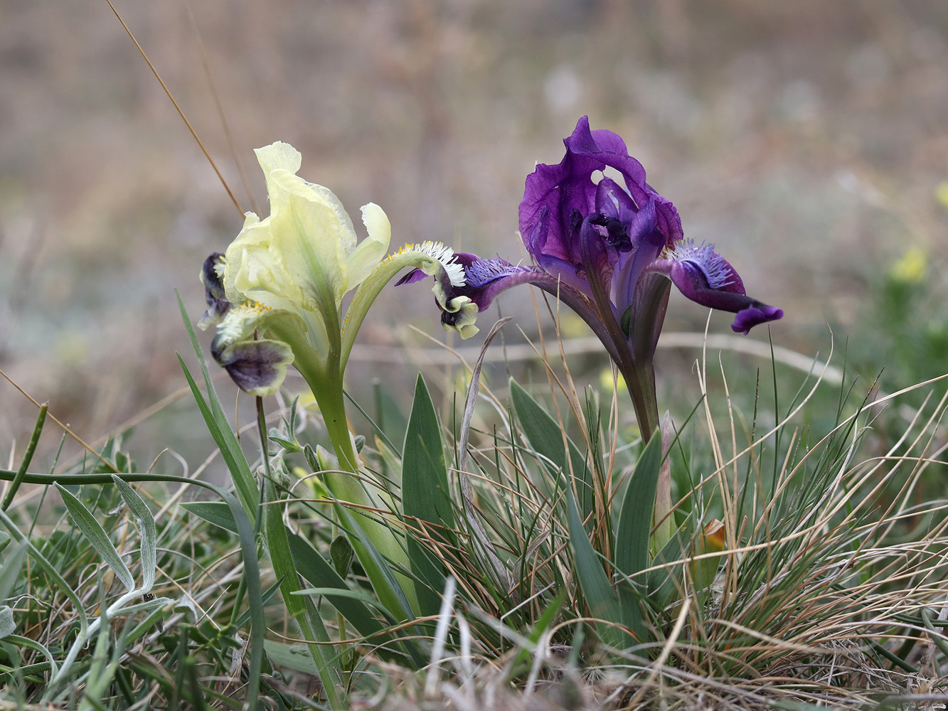 Изображение особи Iris pumila.