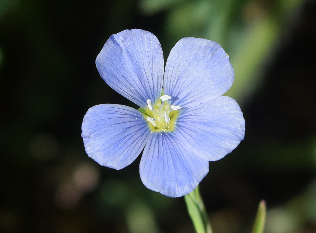 Image of Linum humile specimen.