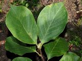Смотреть изображение Magnolia × soulangeana