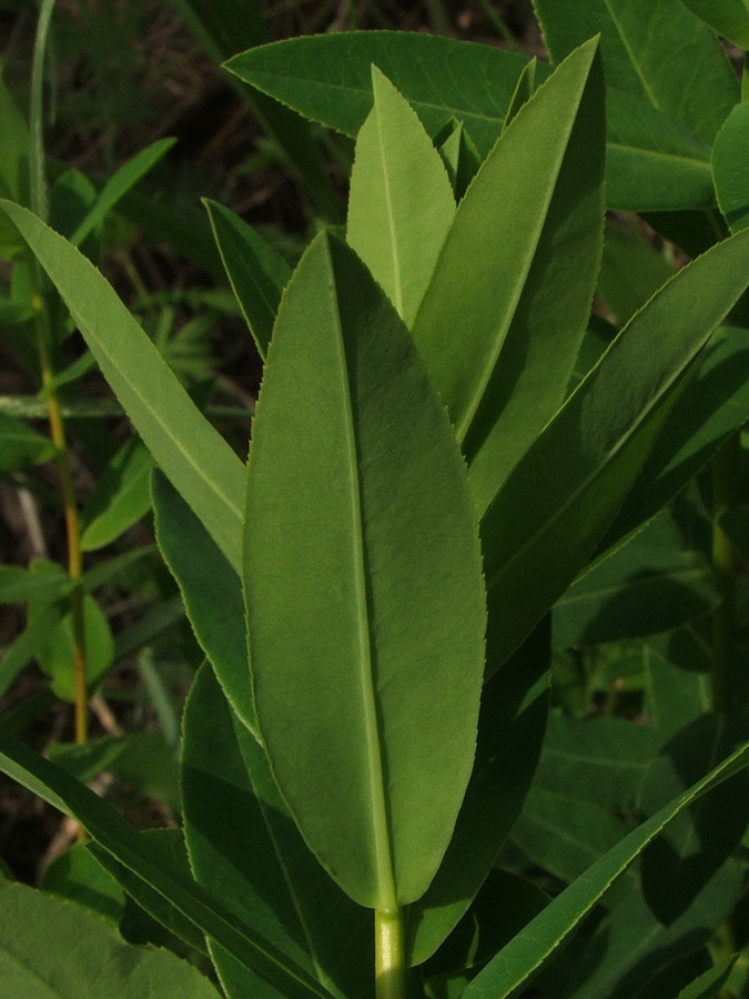 Изображение особи Euphorbia tauricola.