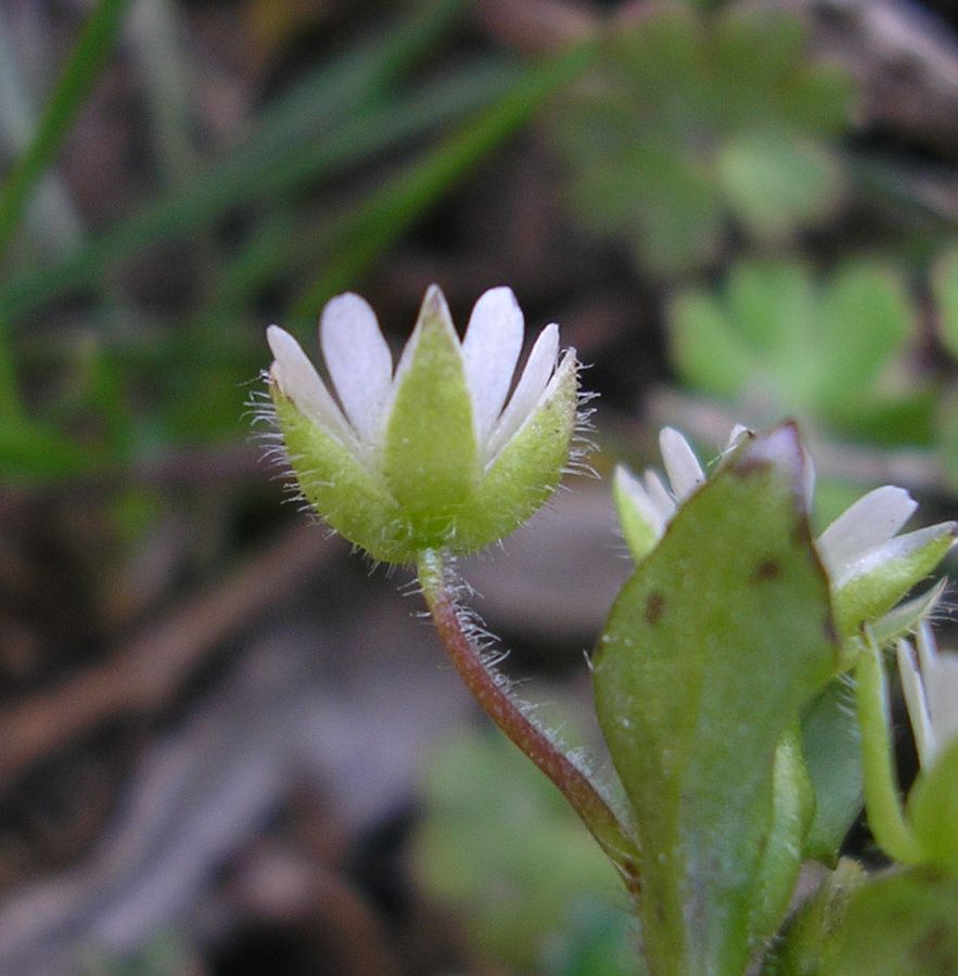 Image of Stellaria media specimen.