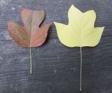 View full-size image genus Liriodendron