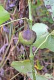 View full-size image Aristolochia clematitis