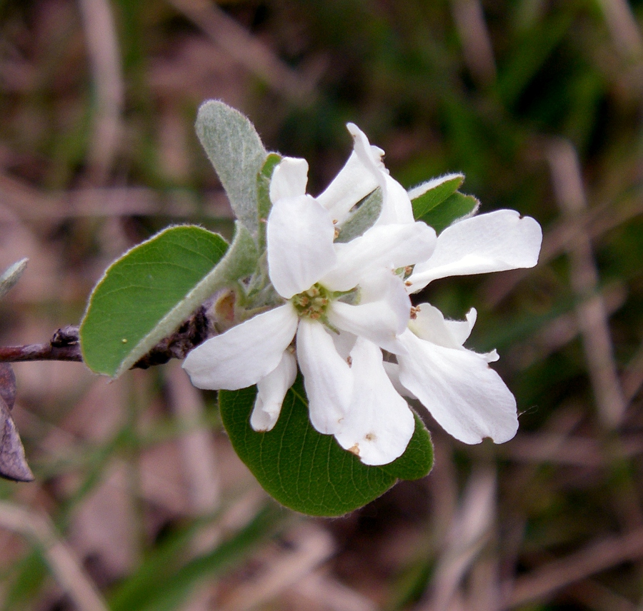 Image of Amelanchier ovalis specimen.