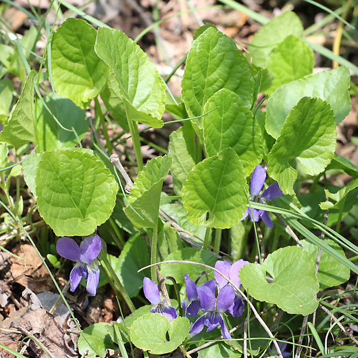 Image of Viola collina specimen.