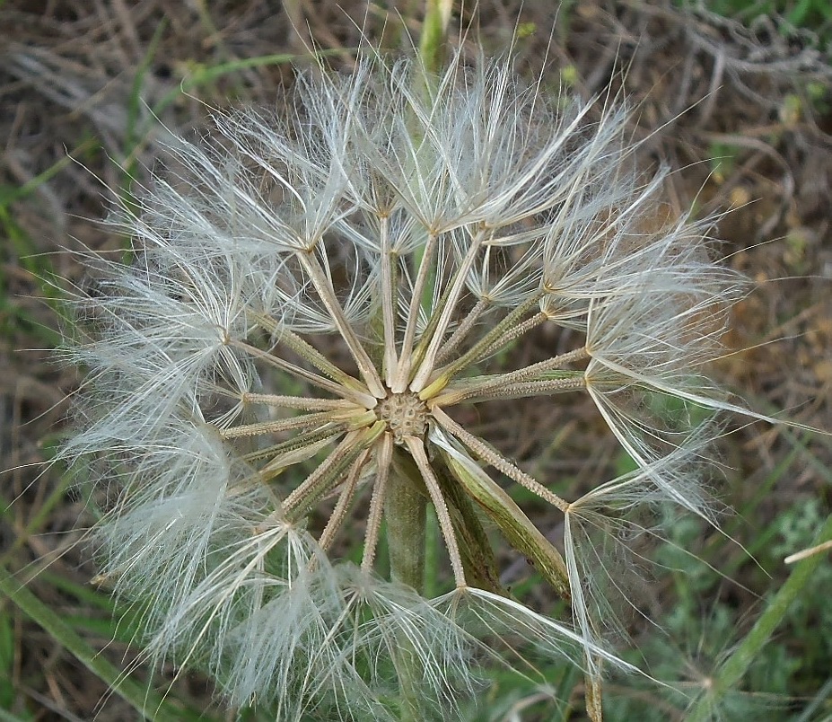 Image of Scorzonera mollis specimen.