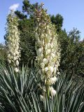 Yucca gloriosa. Цветущие растения. Краснодарский край, Сочи, пос. Лазаревское. 27 сентября 2005 г.