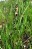 Equisetum scirpoides. Верхушка побега со стробилом. Архангельская обл., Вельский р-н, ж.-д. насыпь. 13.07.2011.