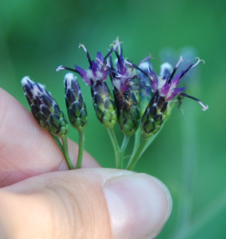 Изображение особи Saussurea parviflora.