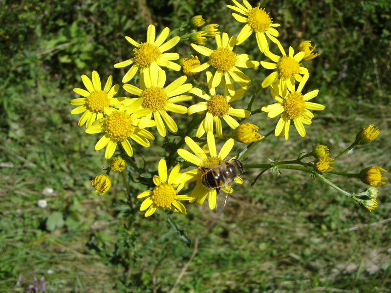 Image of Senecio erraticus specimen.