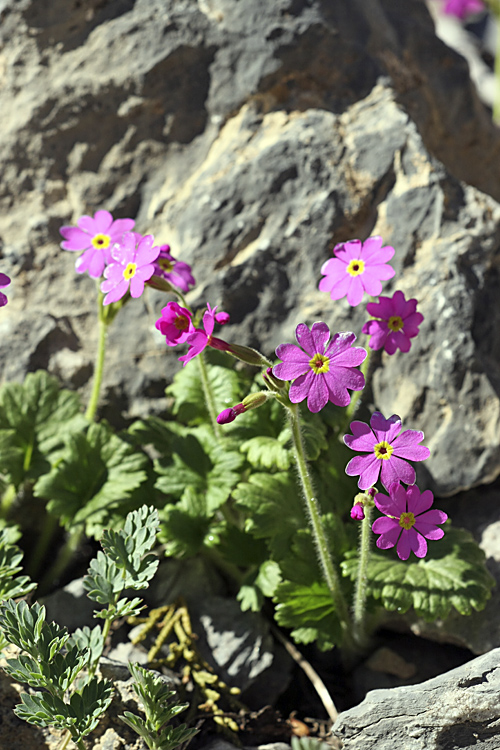 Изображение особи Primula minkwitziae.