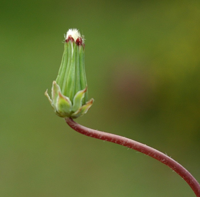 Изображение особи род Taraxacum.