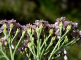 Achillea millefolium