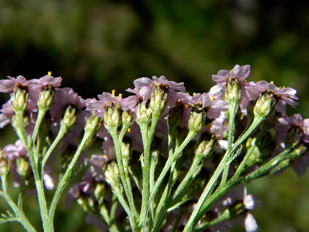 Изображение особи Achillea millefolium.