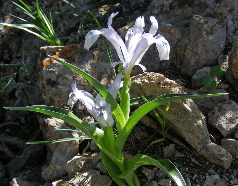 Image of Juno willmottiana specimen.