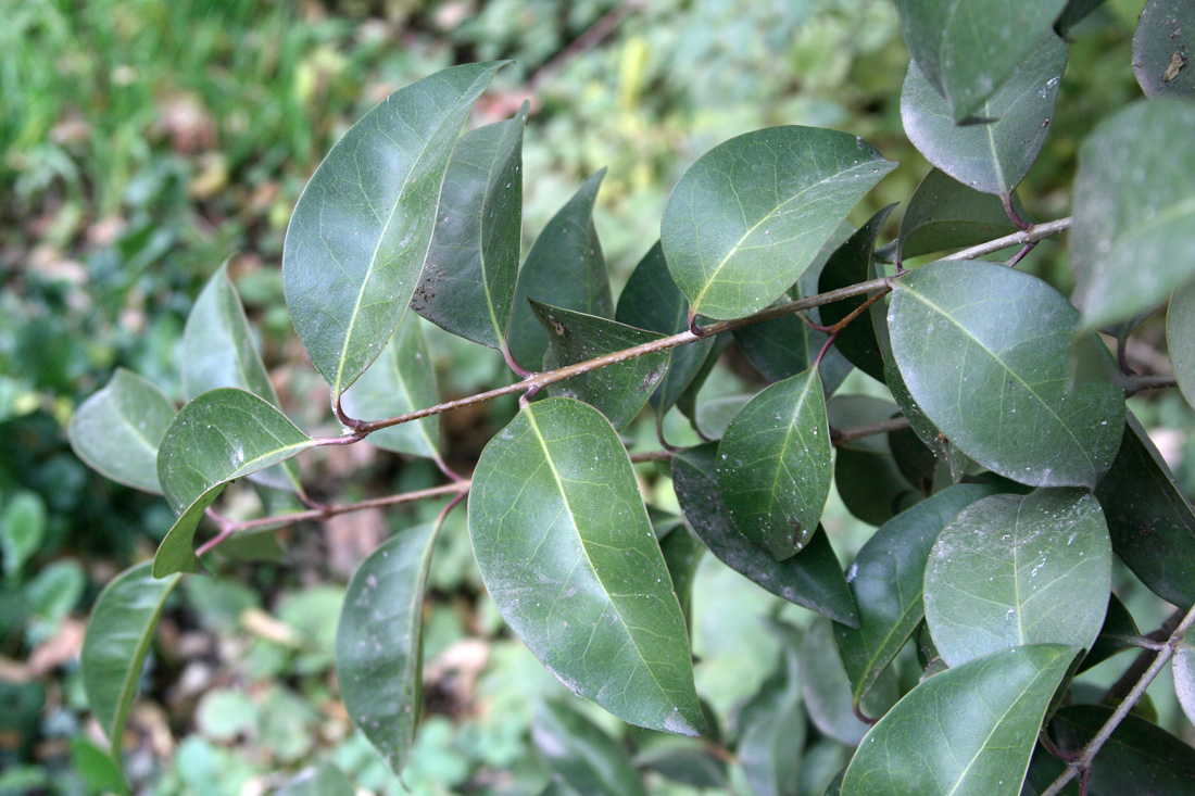 Image of Ligustrum lucidum specimen.