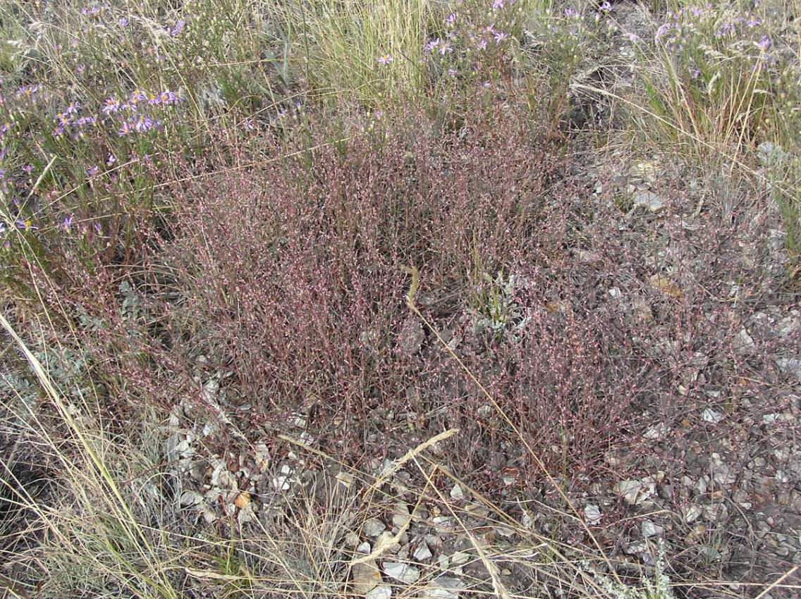 Image of Polygonum novoascanicum specimen.