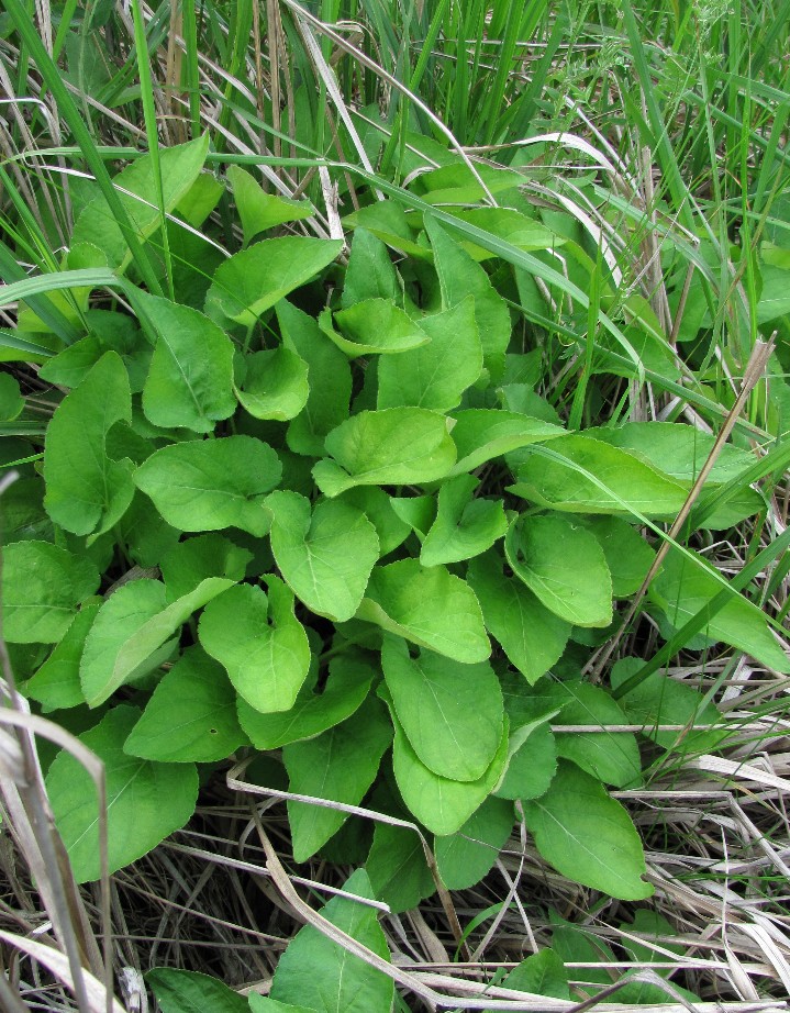 Image of genus Viola specimen.