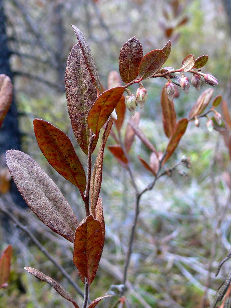 Image of Chamaedaphne calyculata specimen.