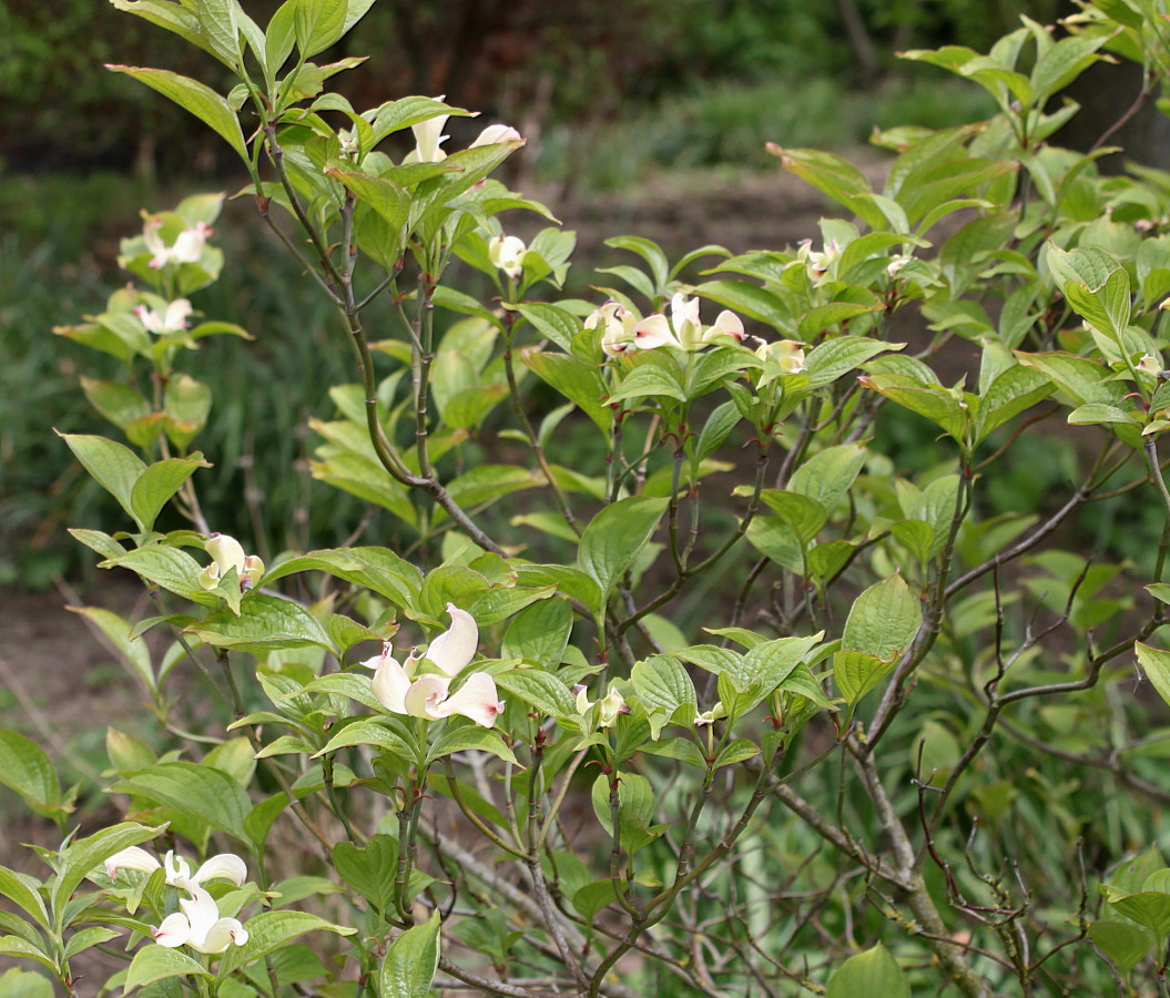 Image of Cynoxylon florida specimen.