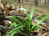 Galanthus caspius