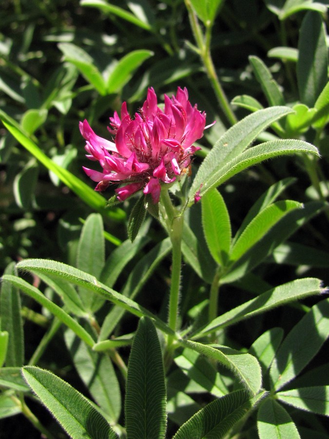 Image of Trifolium alpestre specimen.