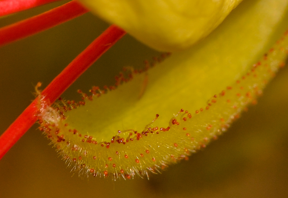 Изображение особи Caesalpinia gilliesii.