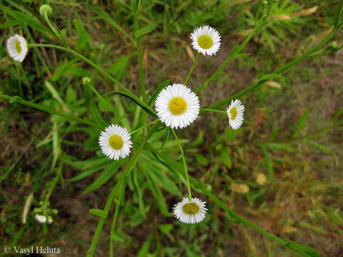 Image of Erigeron strigosus specimen.