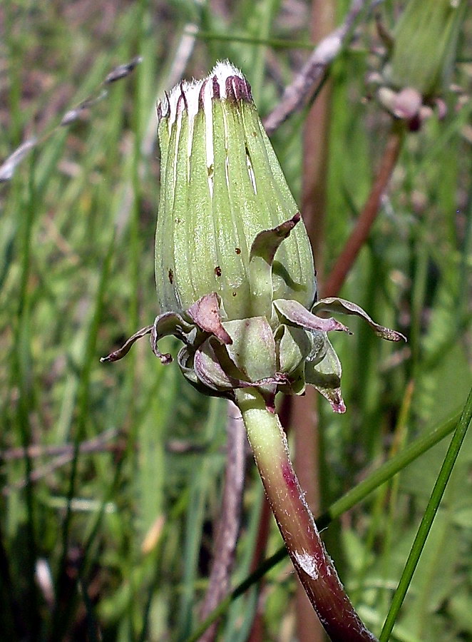 Image of Taraxacum erythrospermum specimen.