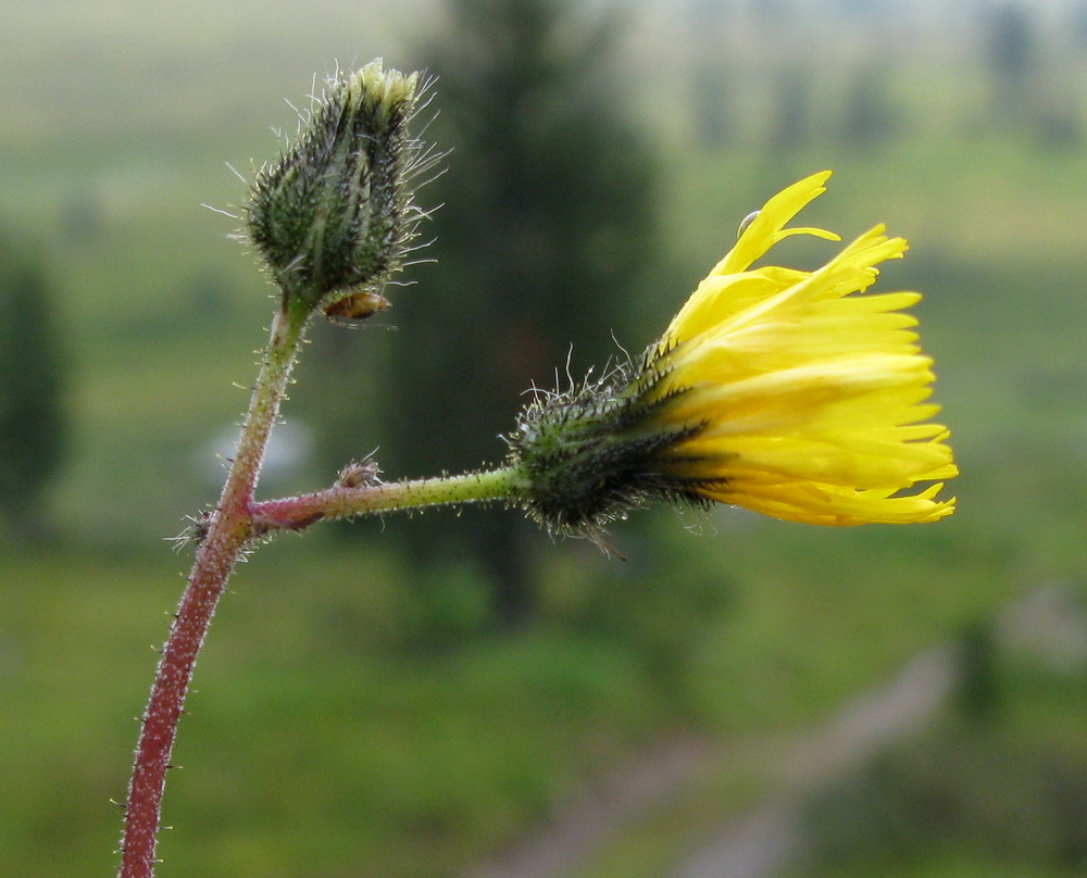 Image of Pilosella czerepninii specimen.