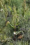 Rumex crispus. Плодоносящее растение. Южный Казахстан, правобережье Сыр-Дарьи выше устья Арыси. 27.05.2012.