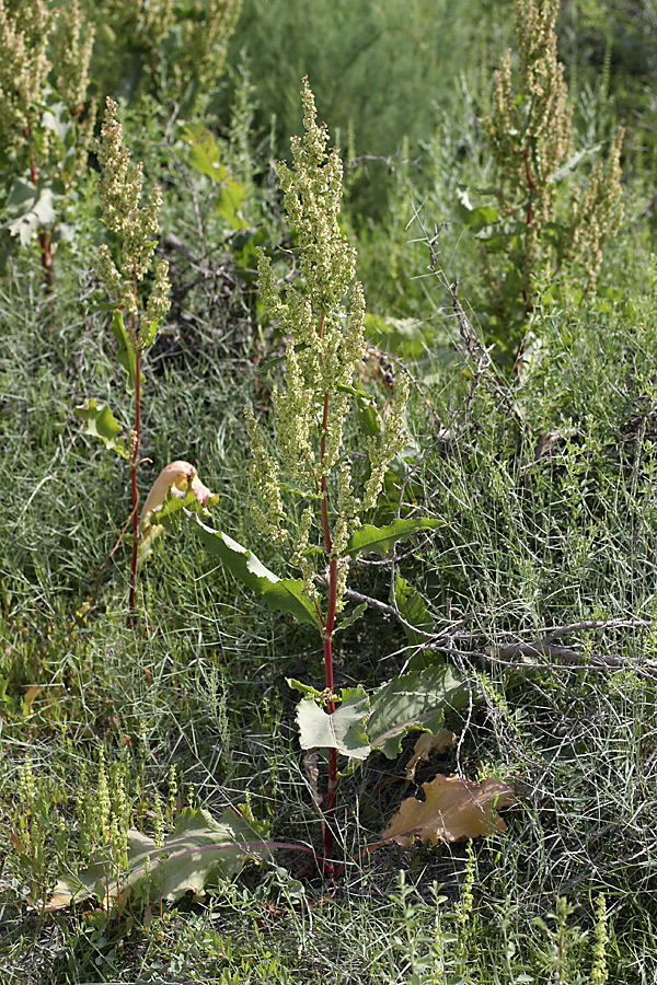 Изображение особи Rumex crispus.