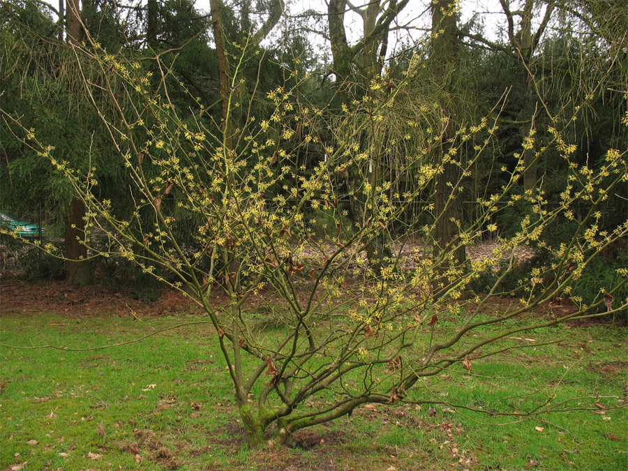 Изображение особи Hamamelis &times; intermedia.