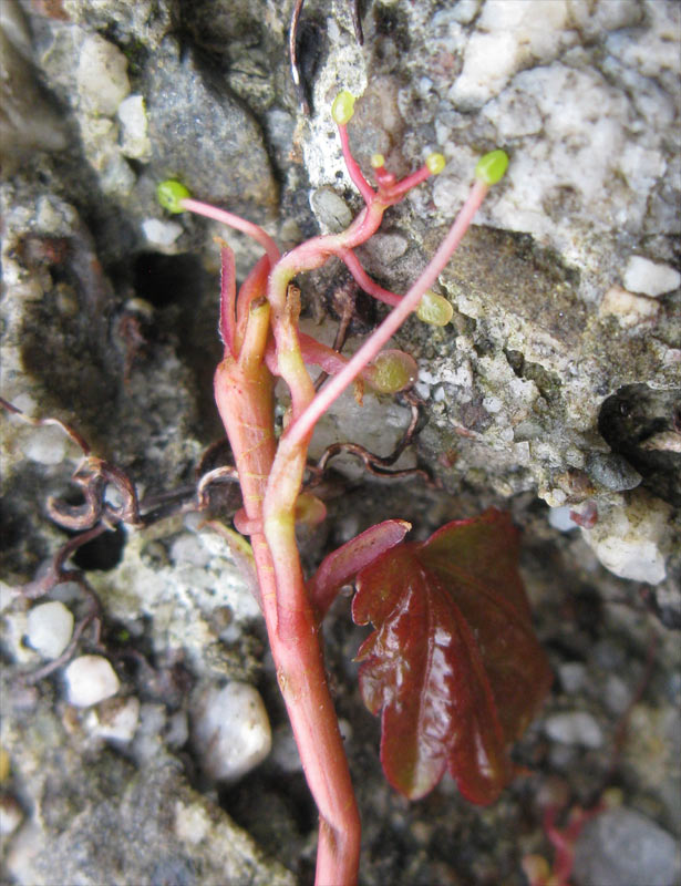 Image of Parthenocissus tricuspidata specimen.
