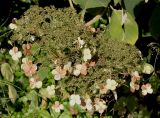 Hydrangea aspera подвид sargentiana. Соцветие. Германия, г. Krefeld, ботанический сад. 16.09.2012.