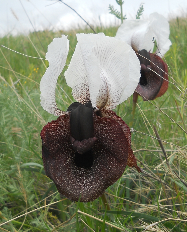 Изображение особи Iris elegantissima.